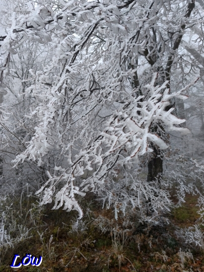 16.12.2025 - Noch mehr Rauhreif